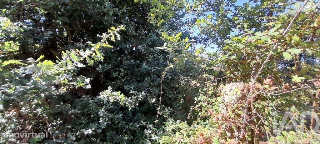Terreno em Seixo da Beira de 3000,00 m2 - Grande imagem: 3/25