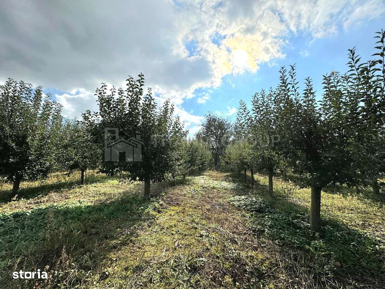 Livada+gradina, teren intravilan 2902mp, Damienesti-Bacau, comision 0 - Imagine principală: 3/16
