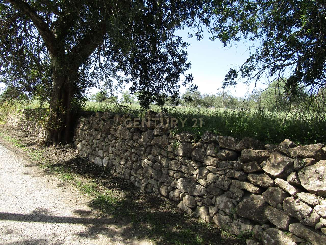 Terreno Rústico na Arroteia - Grande imagem: 4/6