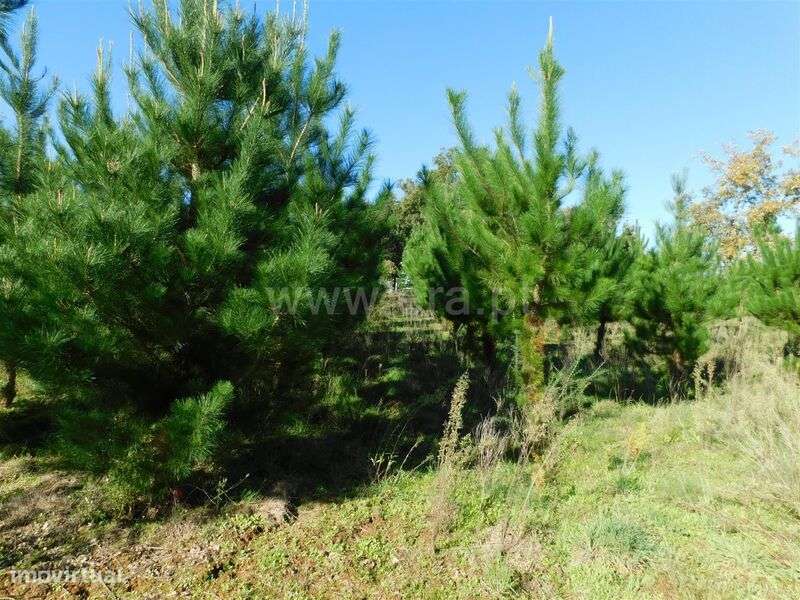 Terreno Rústico / Seia, Santiago - Grande imagem: 5/13