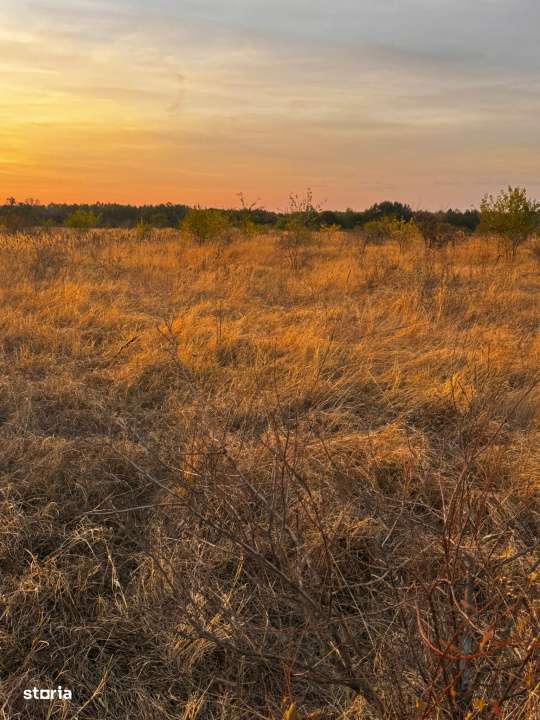 Teren extravilan 5000 , 2,5 euro mp BREASTA - Imagine principală: 4/6