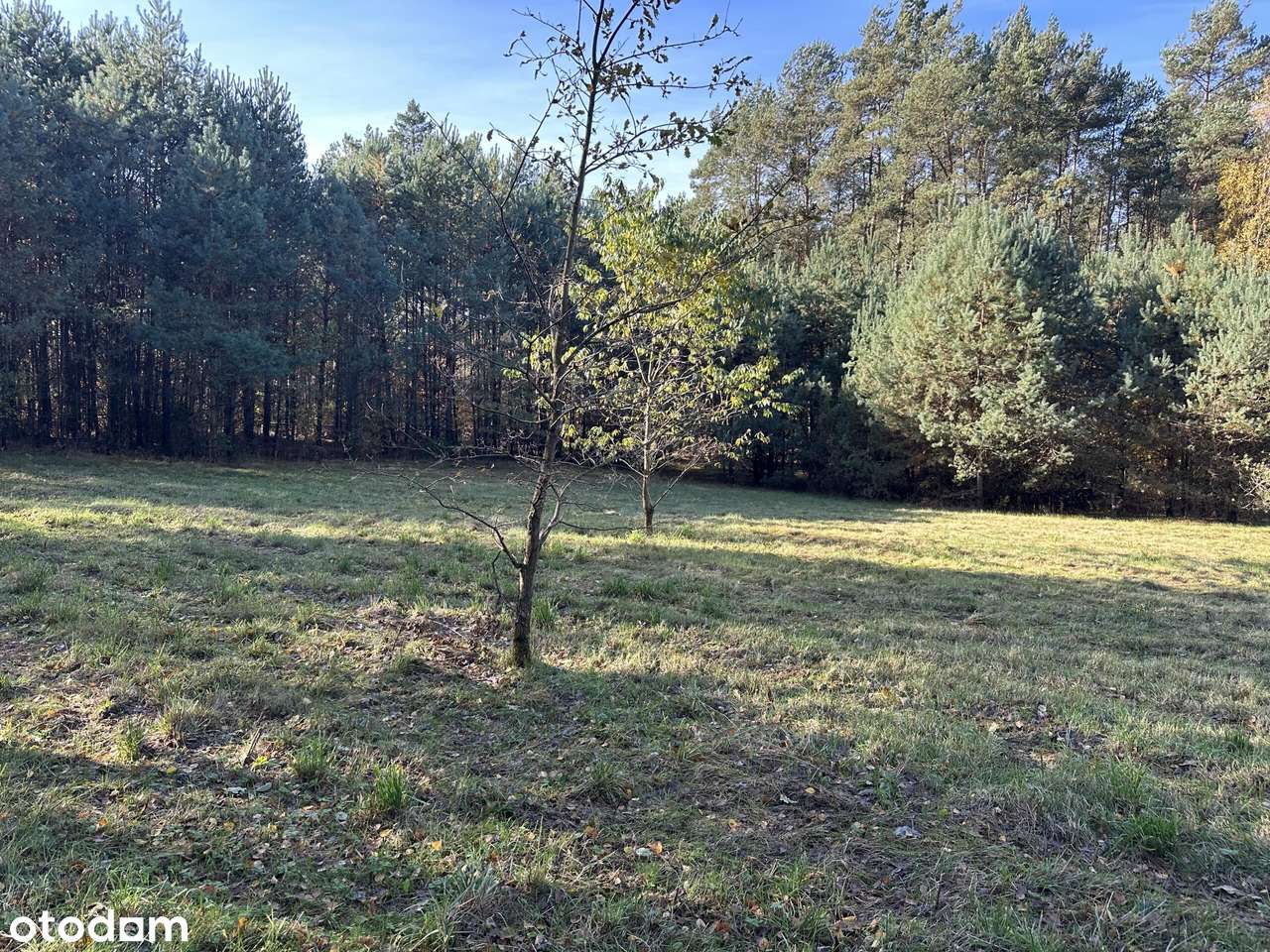 Cicha spokojna okolica Las Czyste powietrze-11