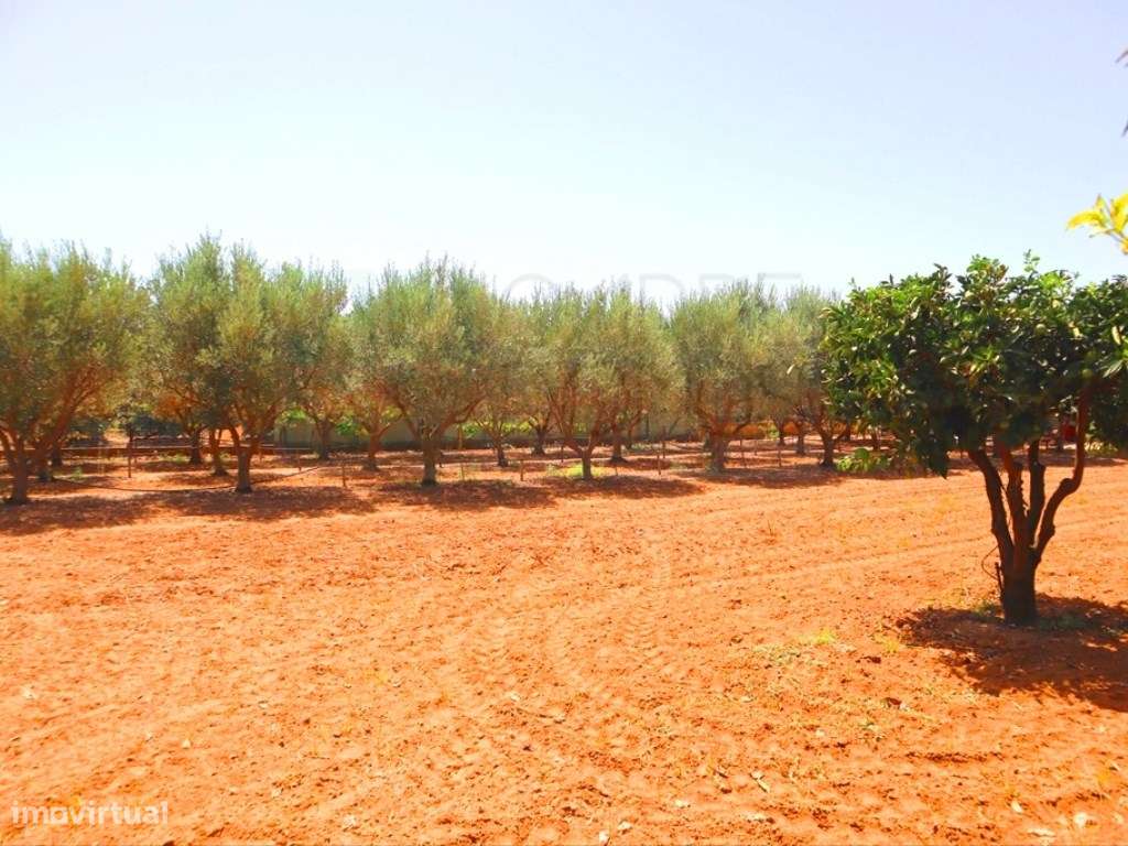 Quinta T4, em Luz de Tavira-44