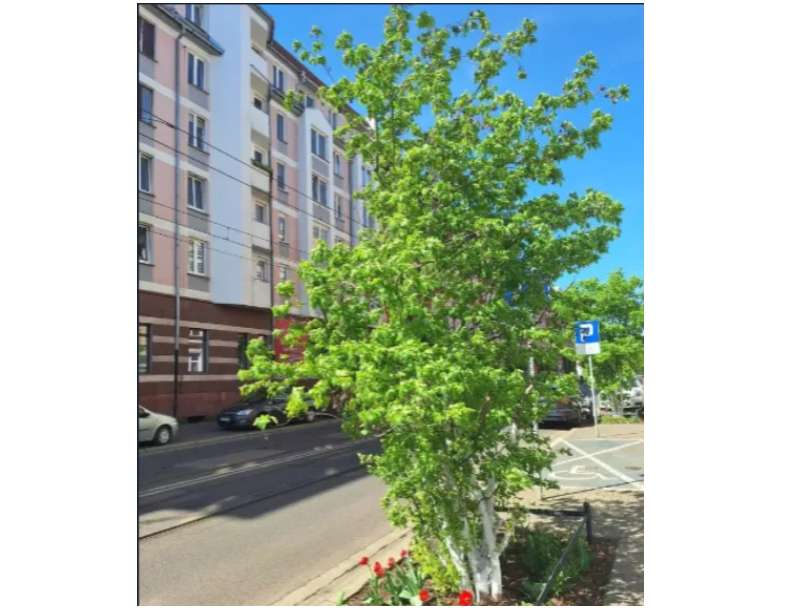 Pilnie ul Chrobrego Duża Kawalerka ,Stylowa Po remoncie Rozkładowe TOP - Pełny obrazek: 5/6