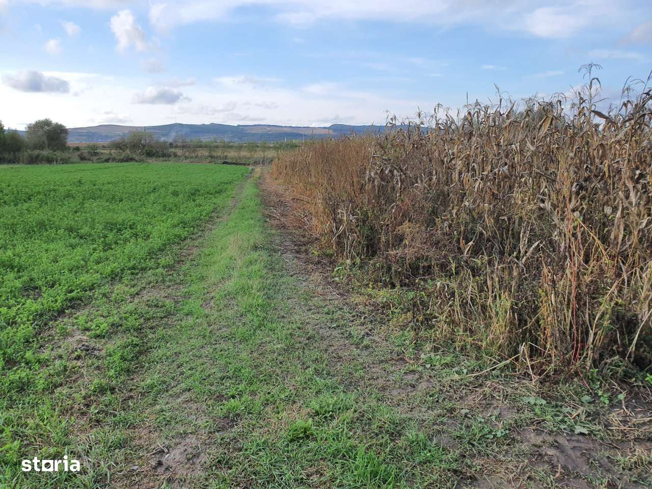 Oferta Teren 2.800 mp.26 euro mp.Sangeorgiu de Mures - Imagine principală: 3/3