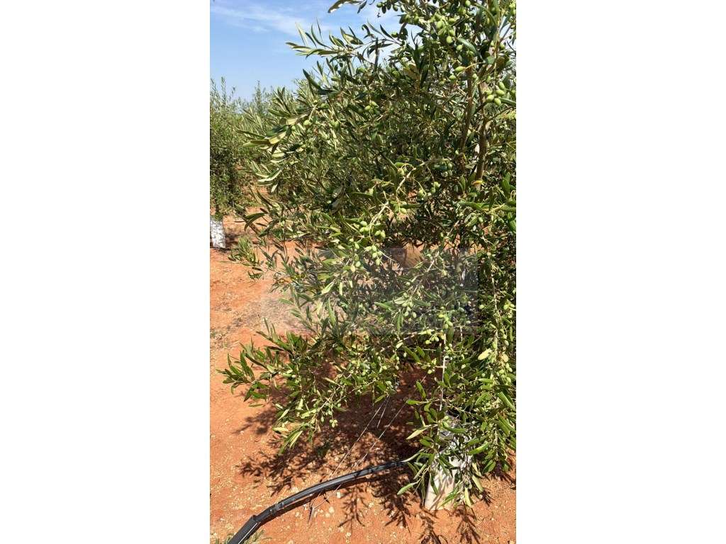 Venda de Sociedade Agrícola com Olival Superintensivo de Elevada Re...-5