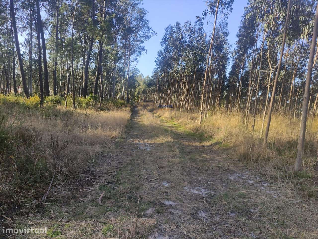 Terreno Rústico com cerca de 4.700 m2 Fonte Santa, Marinha Grande - Grande imagem: 4/25