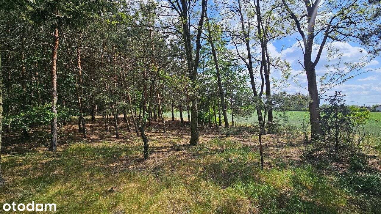 Siedlisko z potencjałem – Piotrków Kujawski, możliwość podziału-7