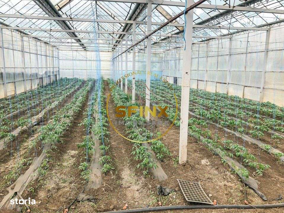 De vanzare ferma Calarasi in stare de conservare - sere - livada - Imagine principală: 5/19