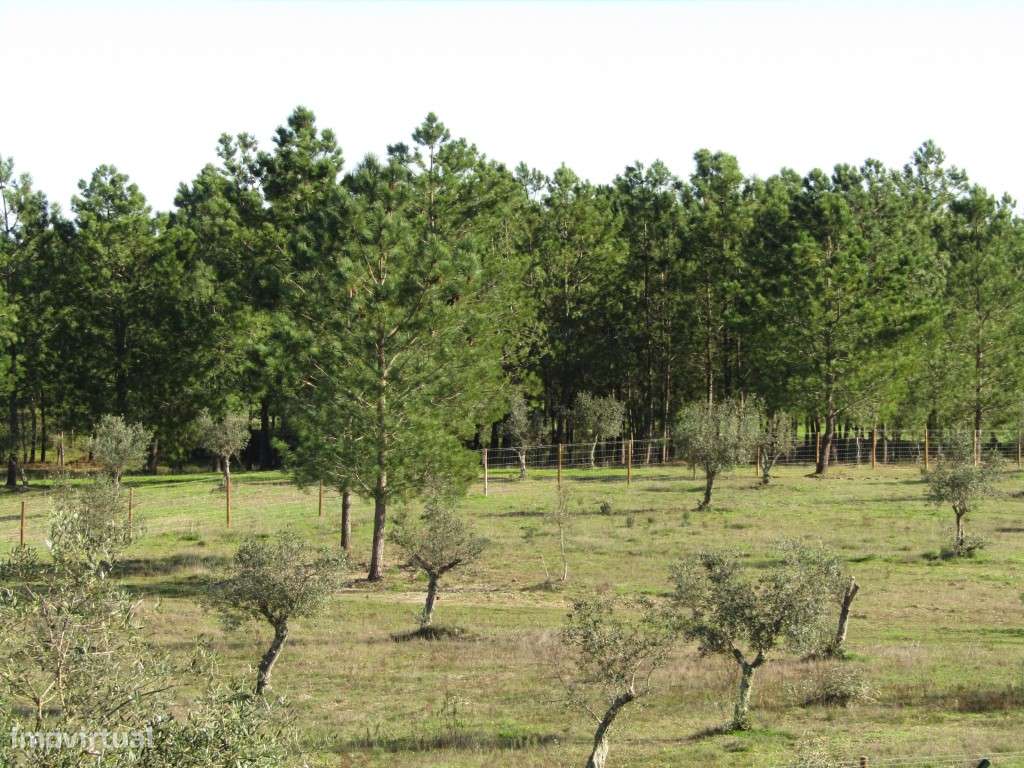 Lote para Construção-11