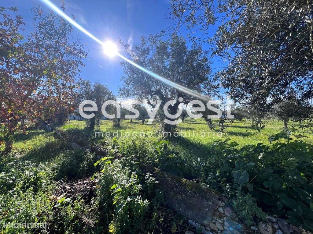 Terreno misto com ruína e 13083m2 de área total, em Abrantes - Grande imagem: 3/25