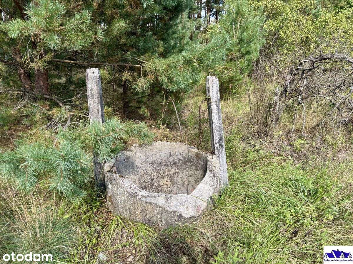 Siedlisko w sąsiedztwie lasu-16