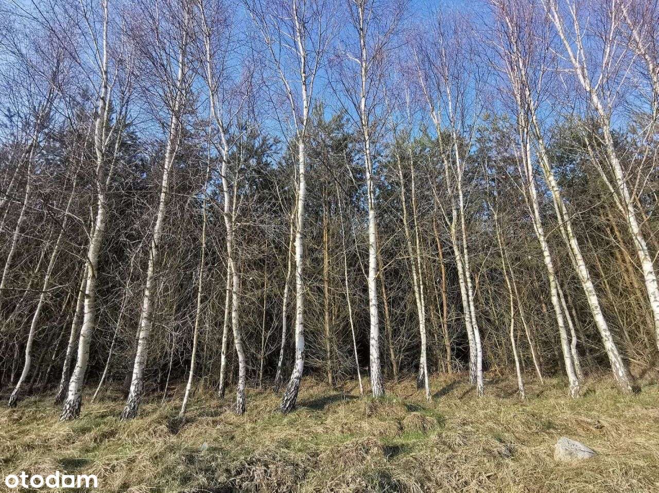 Lasy i grunty leśne, prywatne- Czyżkowo gm. Lipka - Pełny obrazek: 5/11