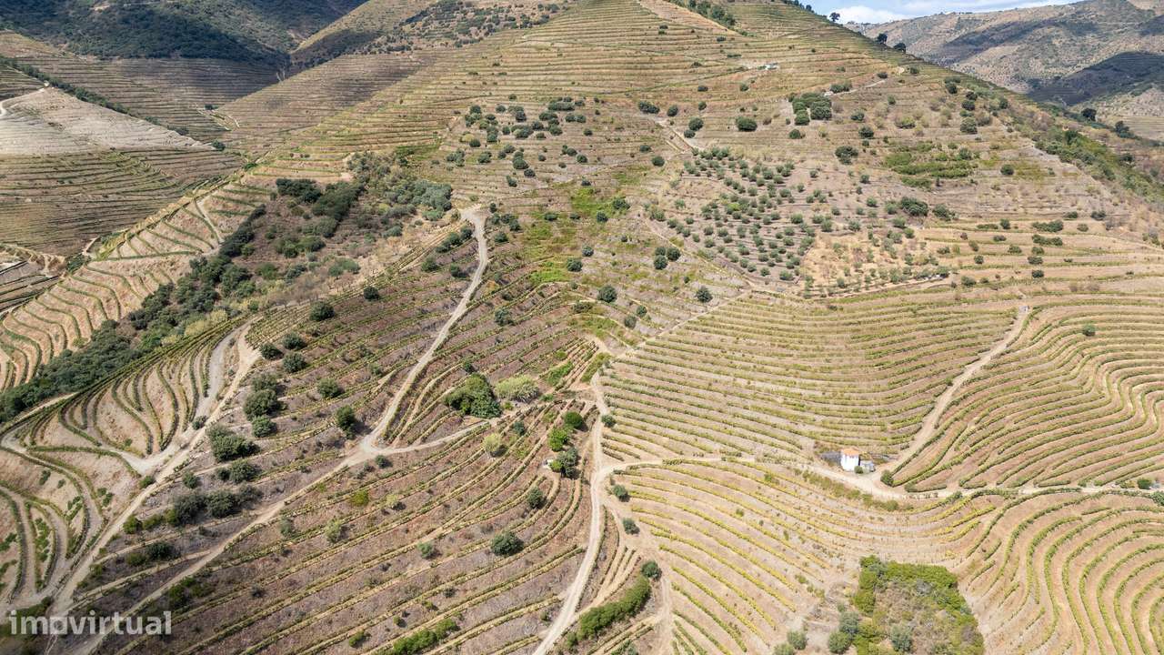 Farm with productive vineyard in the Douro Demarcated Region — São Joã-10