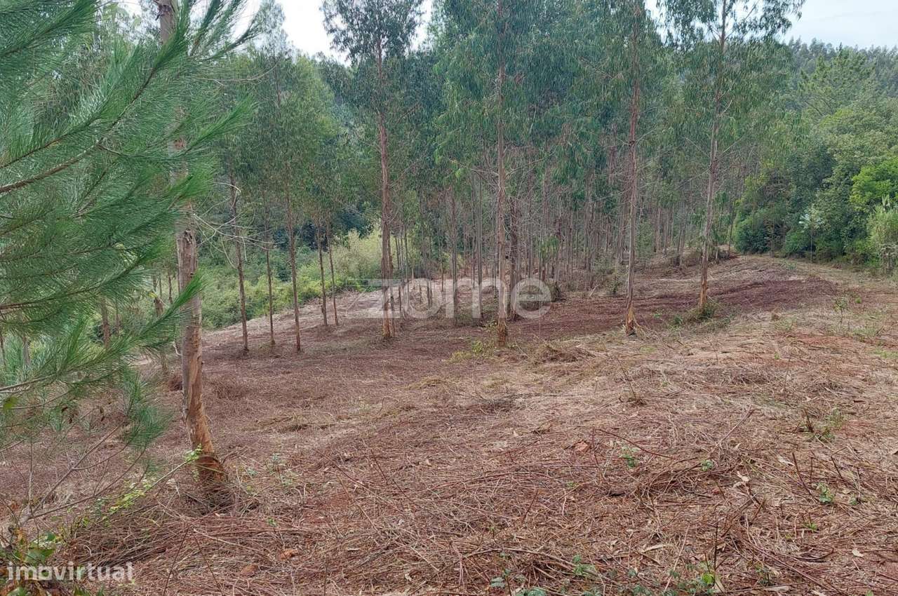 Terreno urbanizável com mais de 8500m2 nos Chãos, a 5 min. de Alcob... - Grande imagem: 2/24