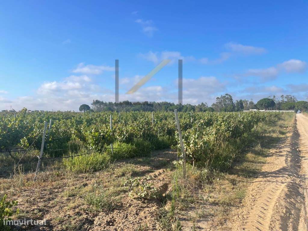 Terrenos Rústicos com vinhas em produção, concelho de Palmela - Grande imagem: 4/16