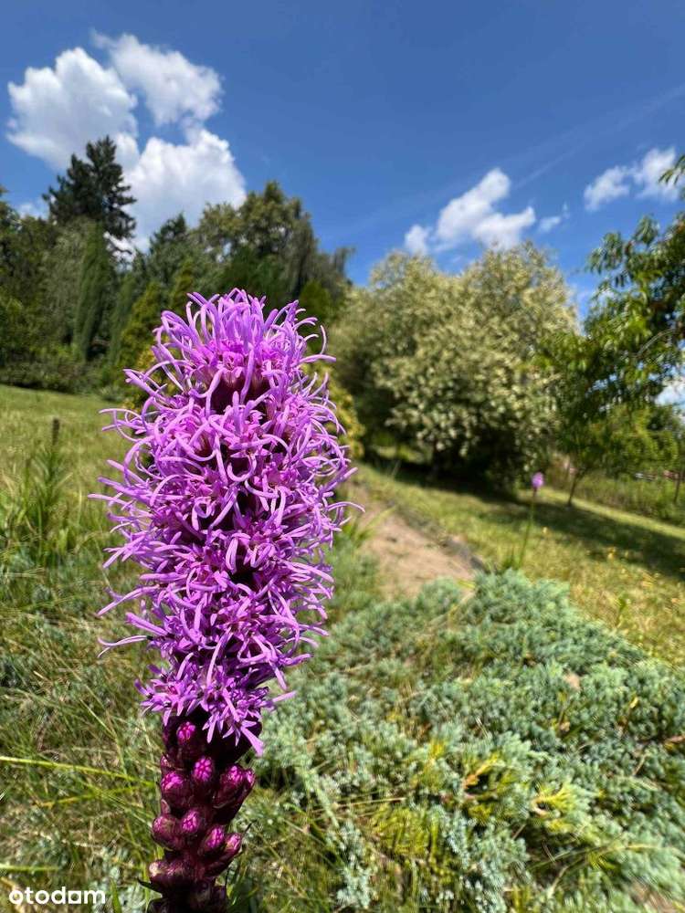 Piękna działka rekreacyjna Rod 282m2. Tysiąclecie,-9