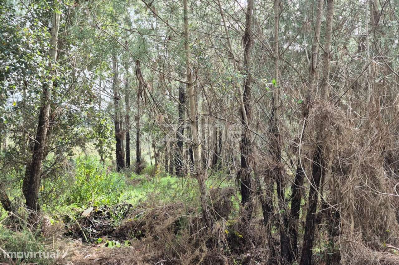 Terreno Rústico em Abrigada, Alenquer - Grande imagem: 5/56