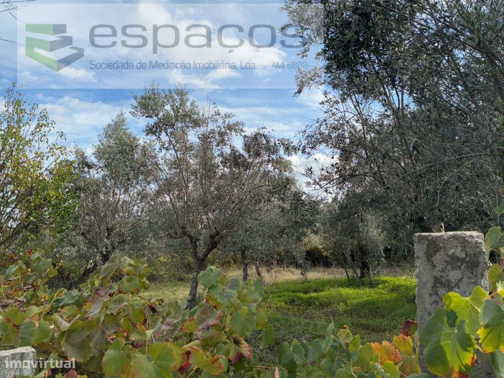 Quinta com casa de Habitação-35