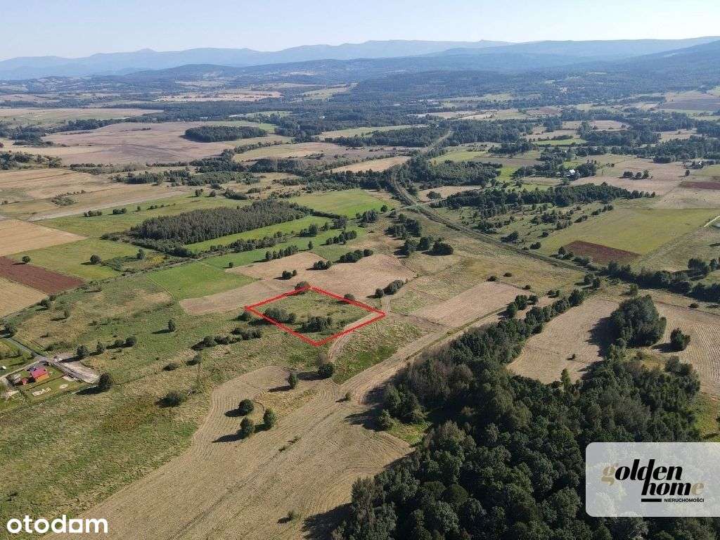 Działka, 8 000 m², Grudza - Pełny obrazek: 4/9