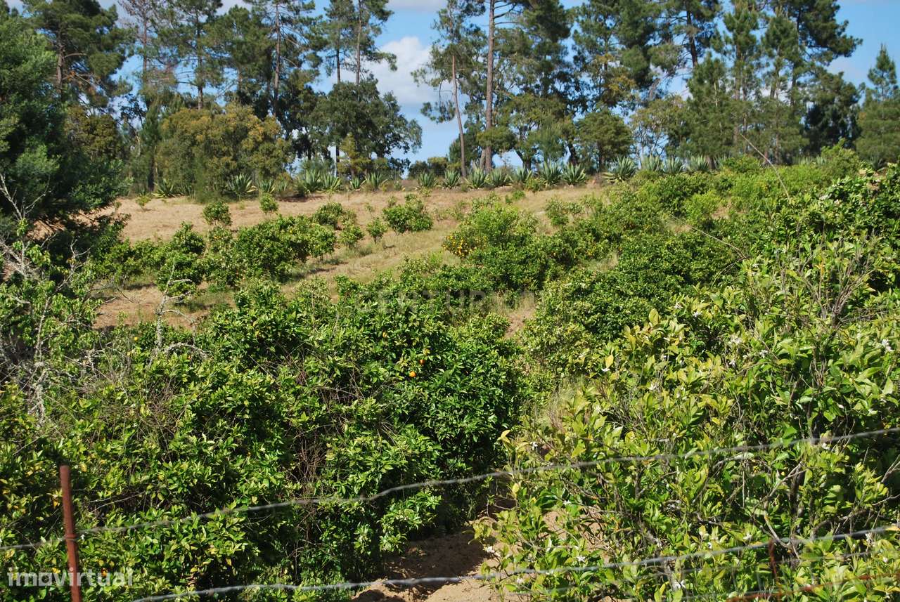 Terreno rústico 28200m2 em Vale do Junco, Chamusca, Golegã-7