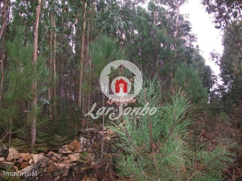 Terreno rustico com 17.000 m2 em Fornelo - Vila do Conde - Grande imagem: 2/13