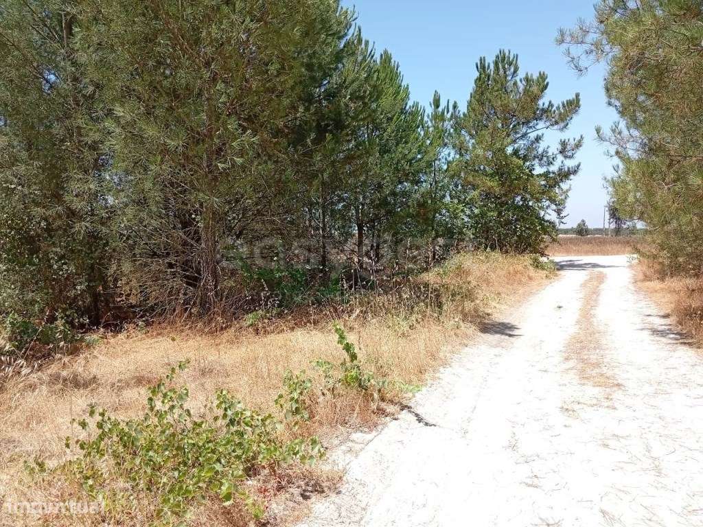 Terreno Rústico situado em Pontal - Pegões - Grande imagem: 5/21