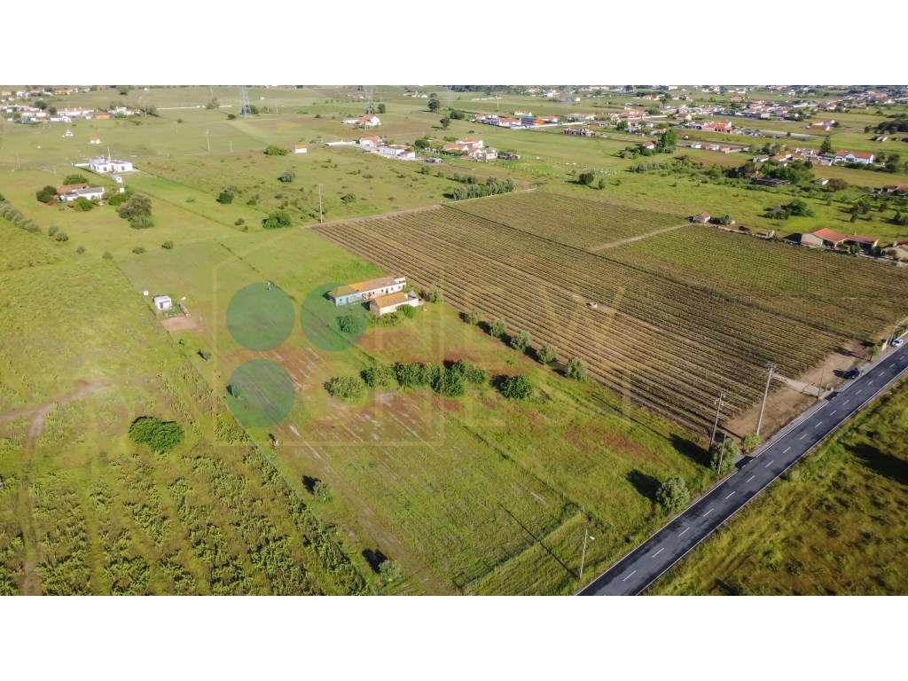 Quintinha com 6.688m ² e ruína para reconstrução | Arraiados, Pinha...-17