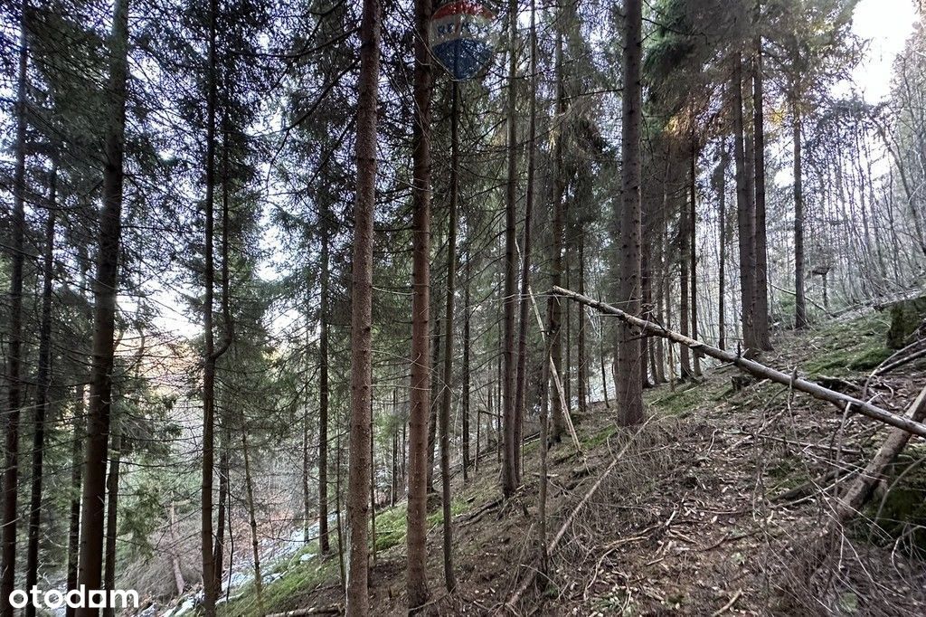 Działka leśna z polaną w Nowym Targu.