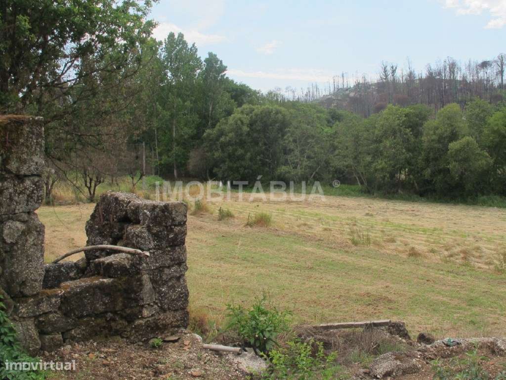 Quinta de Mirtilos com mais de 3 Hectares, localizada perto de Tondela-6
