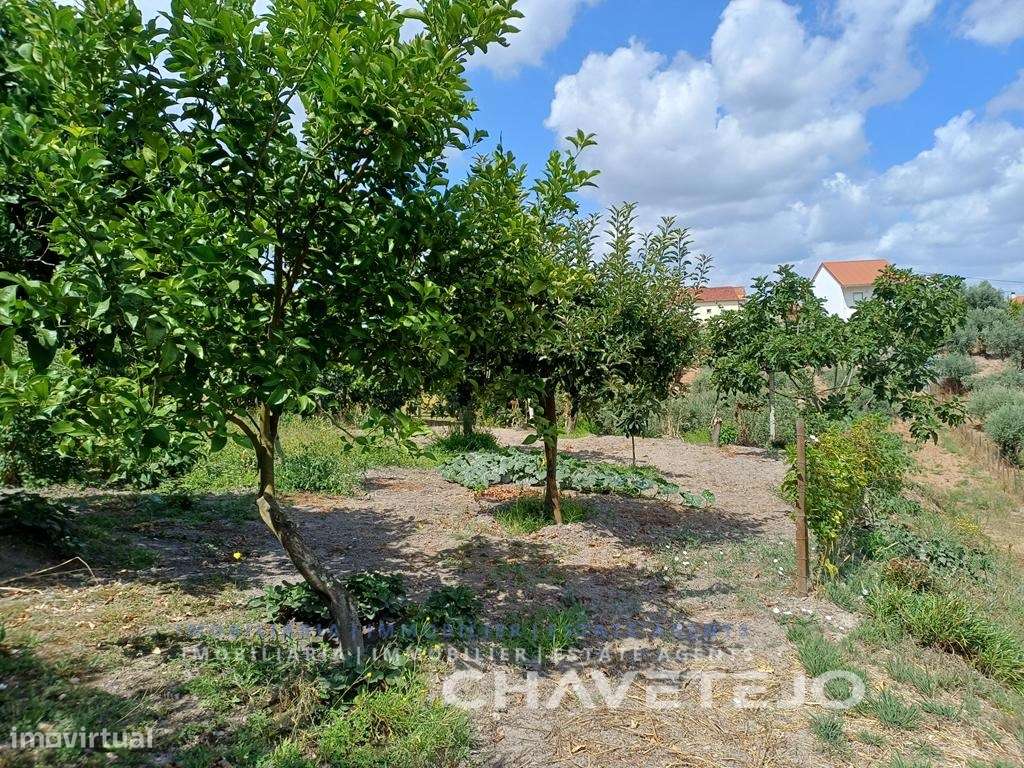 Moradia de Campo com Terreno, Furo de Água e Olival-41