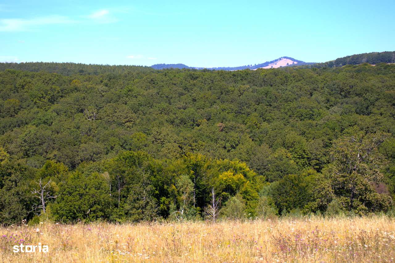 Ocazie rară 12 hectare teren extravilan,pășune sub prețul pieței - Imagine principală: 2/9