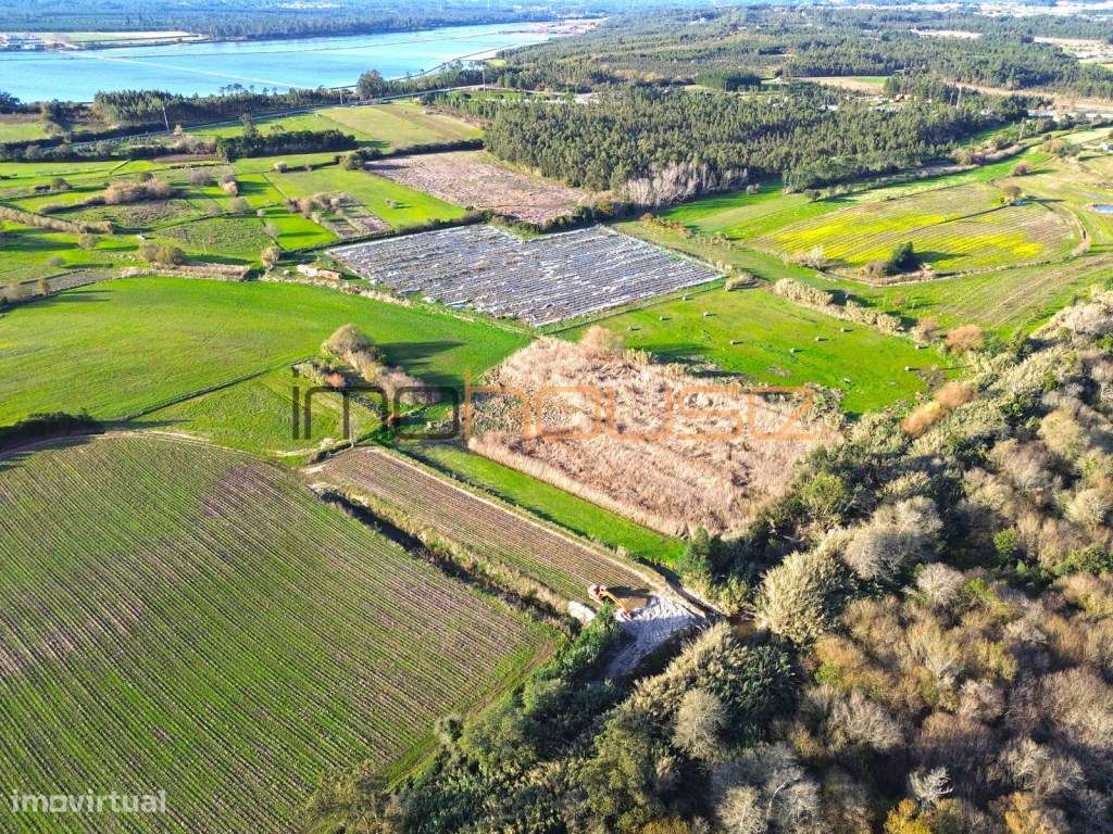 Quinta de 3,24ha - A 5min. Montemor-o-Velho-4