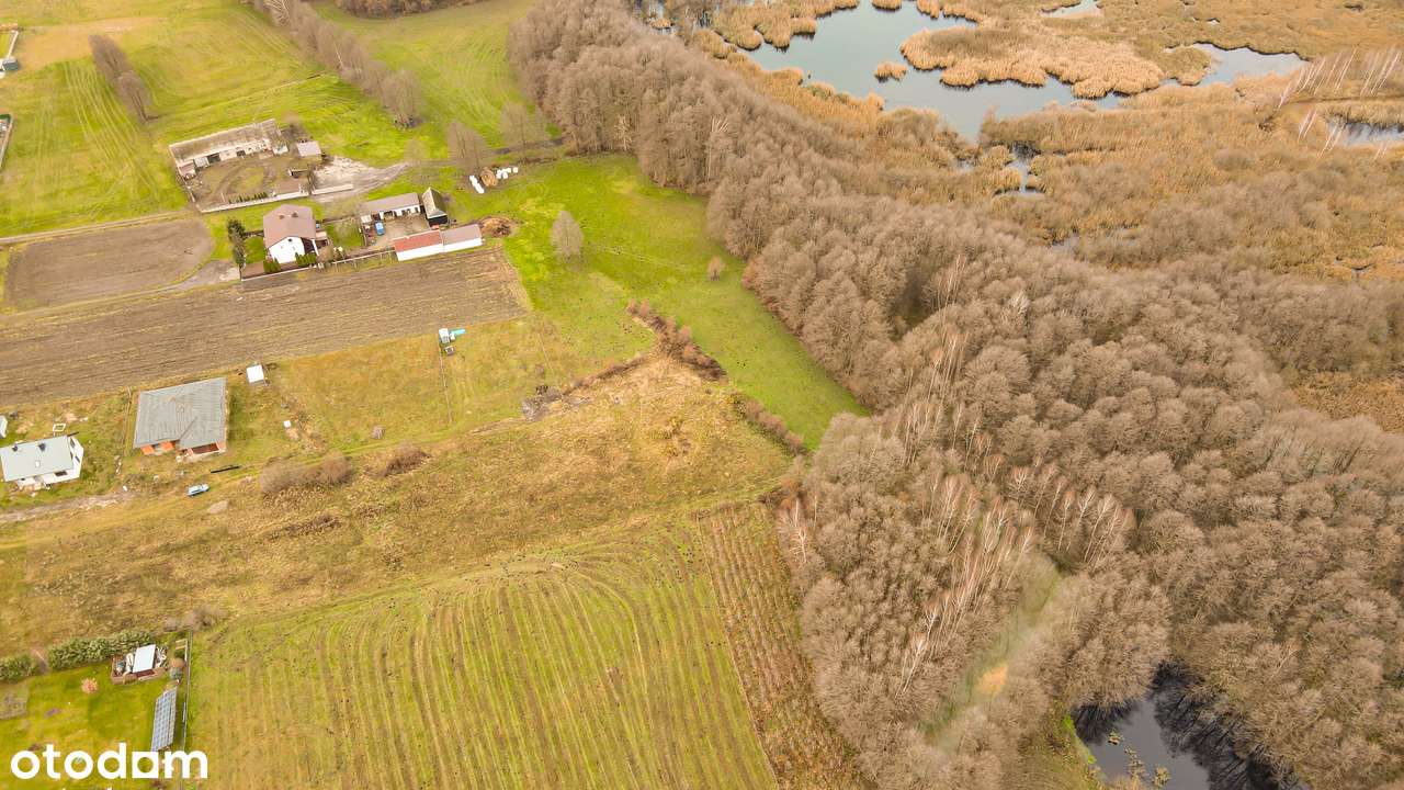 2 działki pod Koninem (2992 m²) – Krągola. SUPER CENA: 99 999 zł! - Pełny obrazek: 5/9