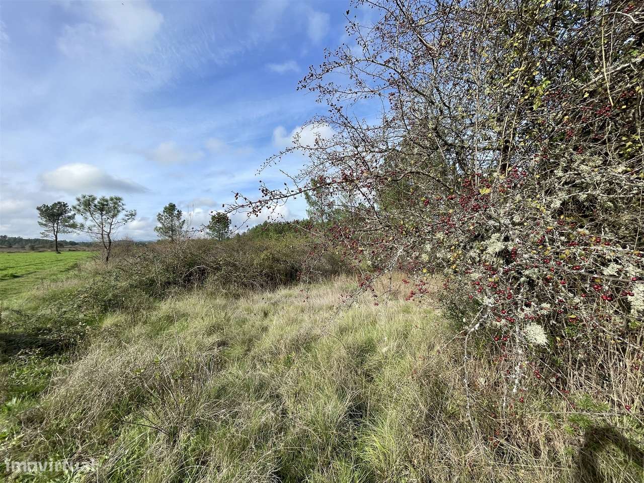 Terreno Rústico  Venda em Sarzedas,Castelo Branco - Grande imagem: 3/8