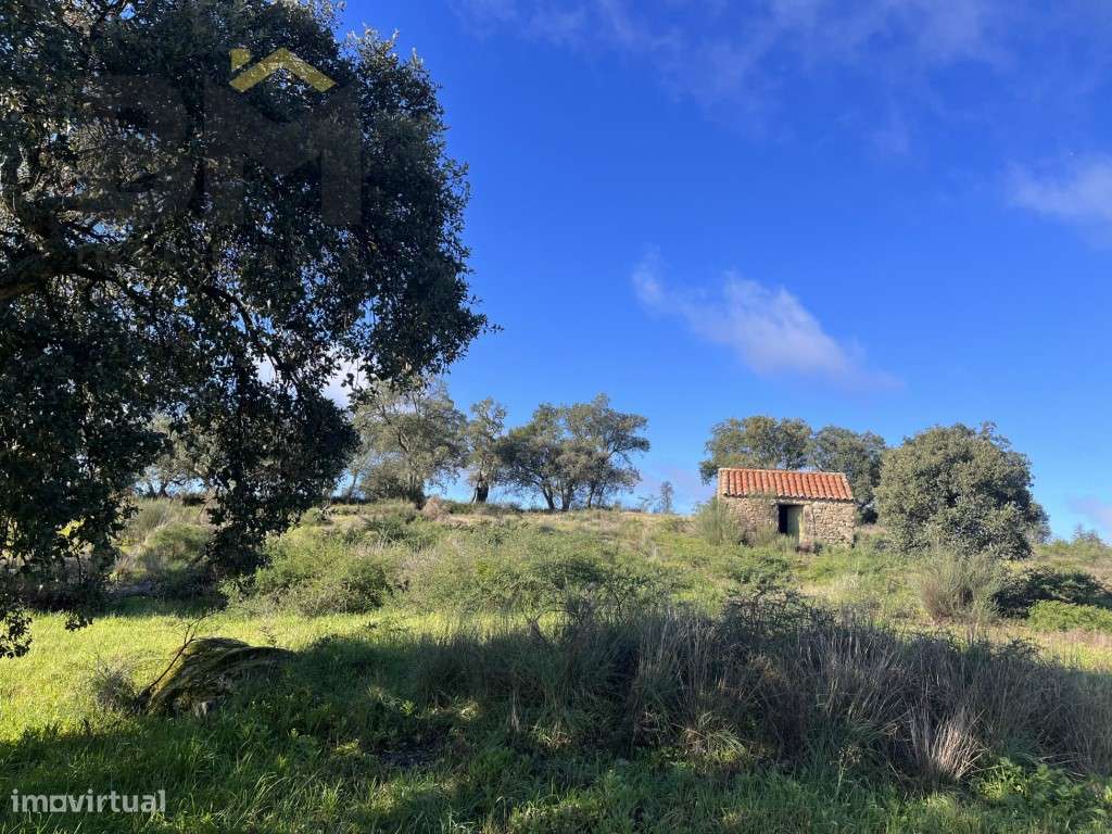 Propriedade 1ha em Monsanto - Grande imagem: 5/19