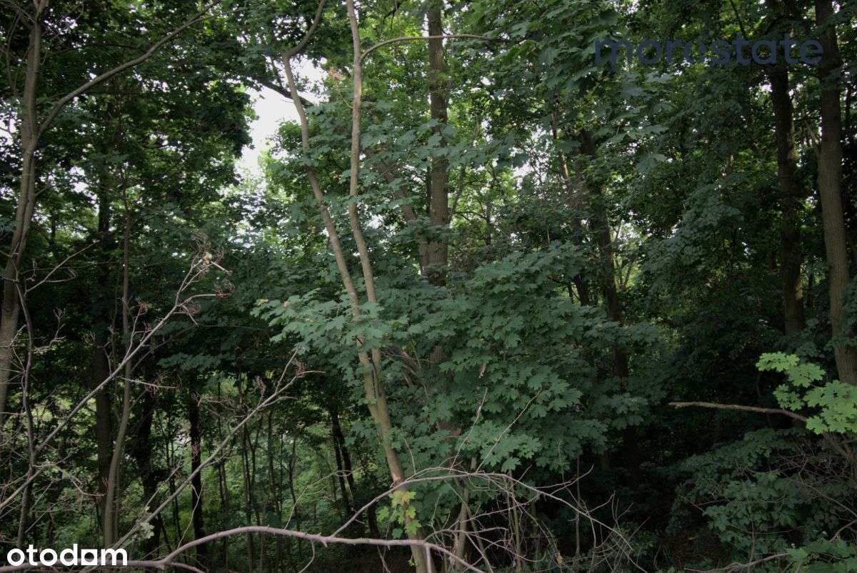 Siedlisko w pięknych okolicznościach przyrody. - Pełny obrazek: 5/8