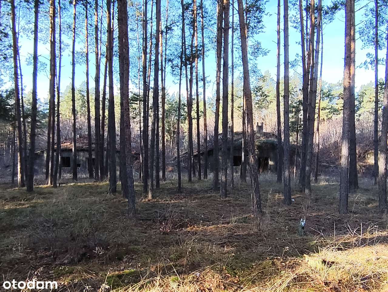 Działka inwestycyjna 1,666 ha - Brożek, Lubuskie-6