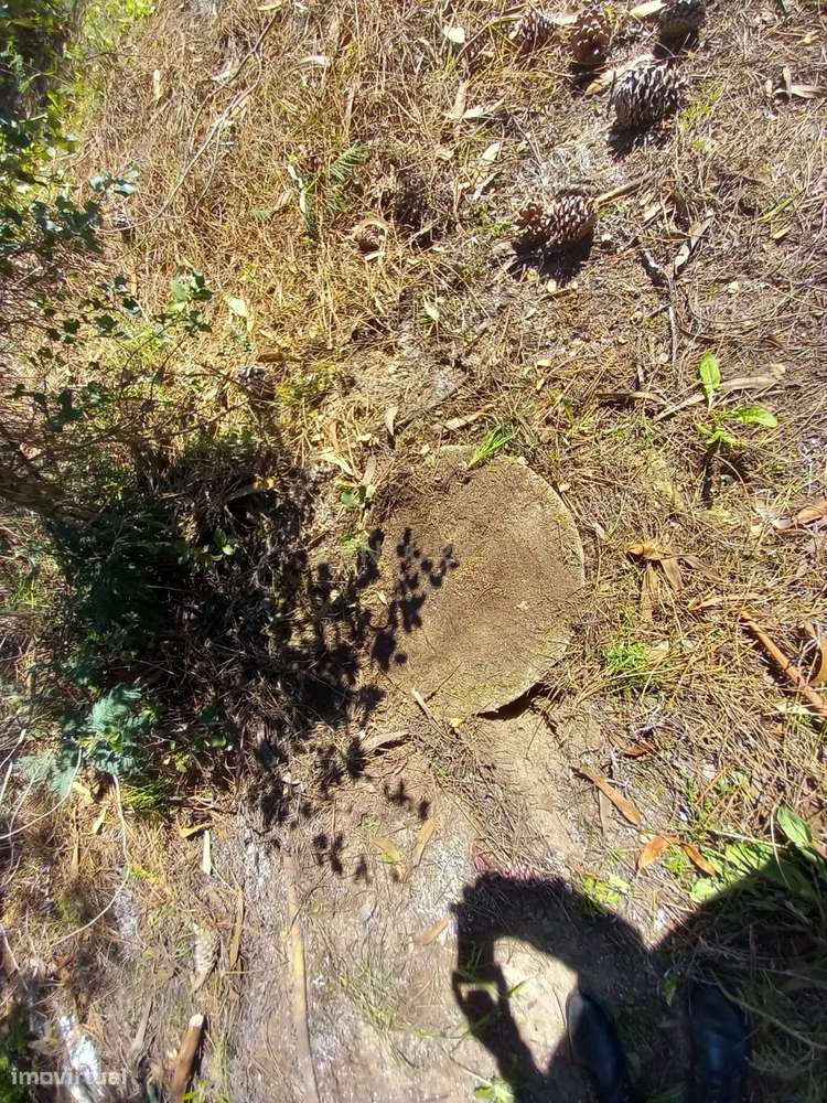 Quinta com 24750m2 Louriçal do campo - Grande imagem: 5/35