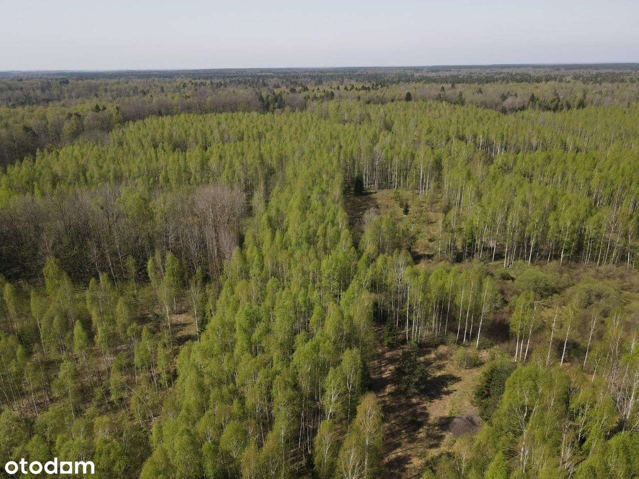 Skupowo - działka w otulinie Puszczy - 9371 m2 -WZ - Pełny obrazek: 5/18