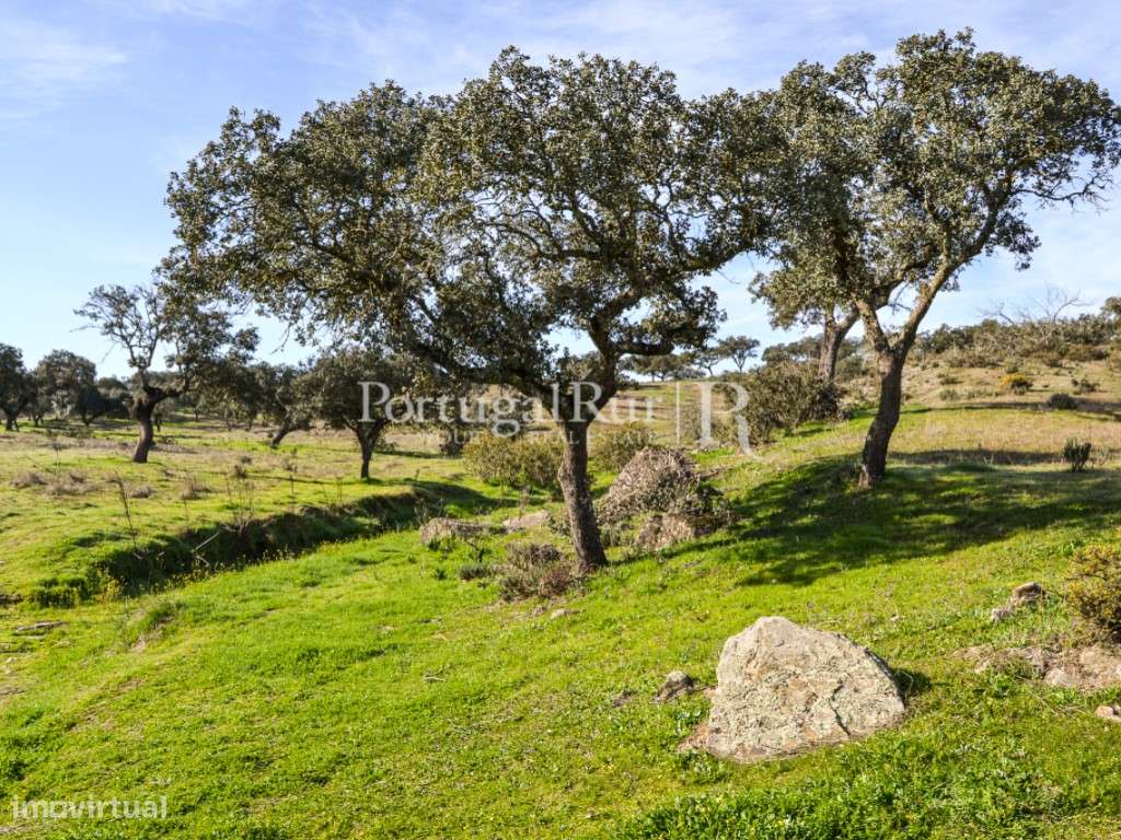 Herdade de 60 ha e monte, em Reguengos de Monsaraz-23