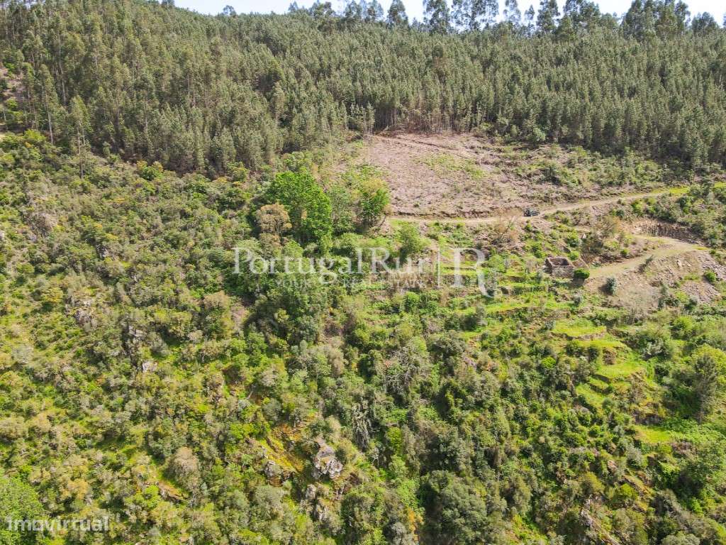 Quinta com 9.500m2 junto ao Rio Zêzere - Grande imagem: 5/30