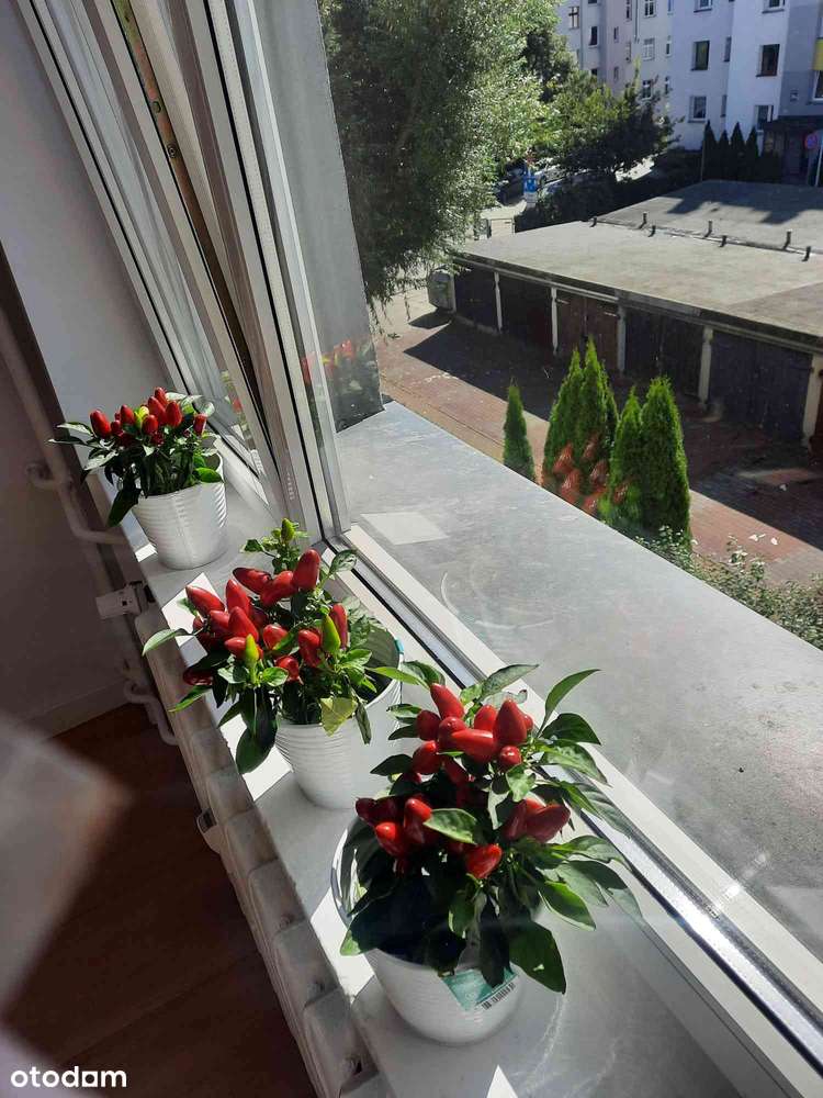 Słoneczne mieszkanie na wynajem 54m2 obok Pleciugi - Pełny obrazek: 5/8