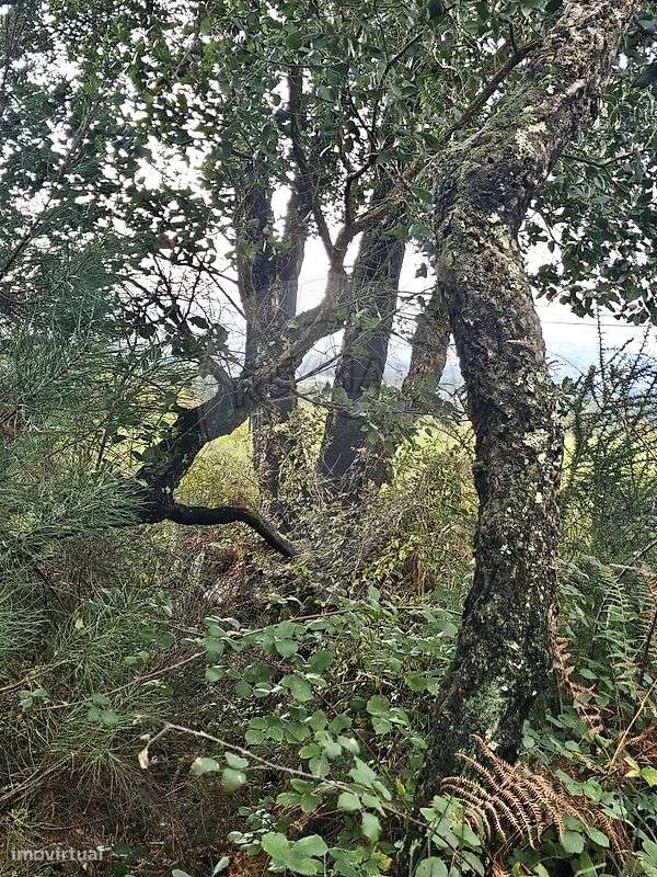 Terreno  para venda - Grande imagem: 5/6