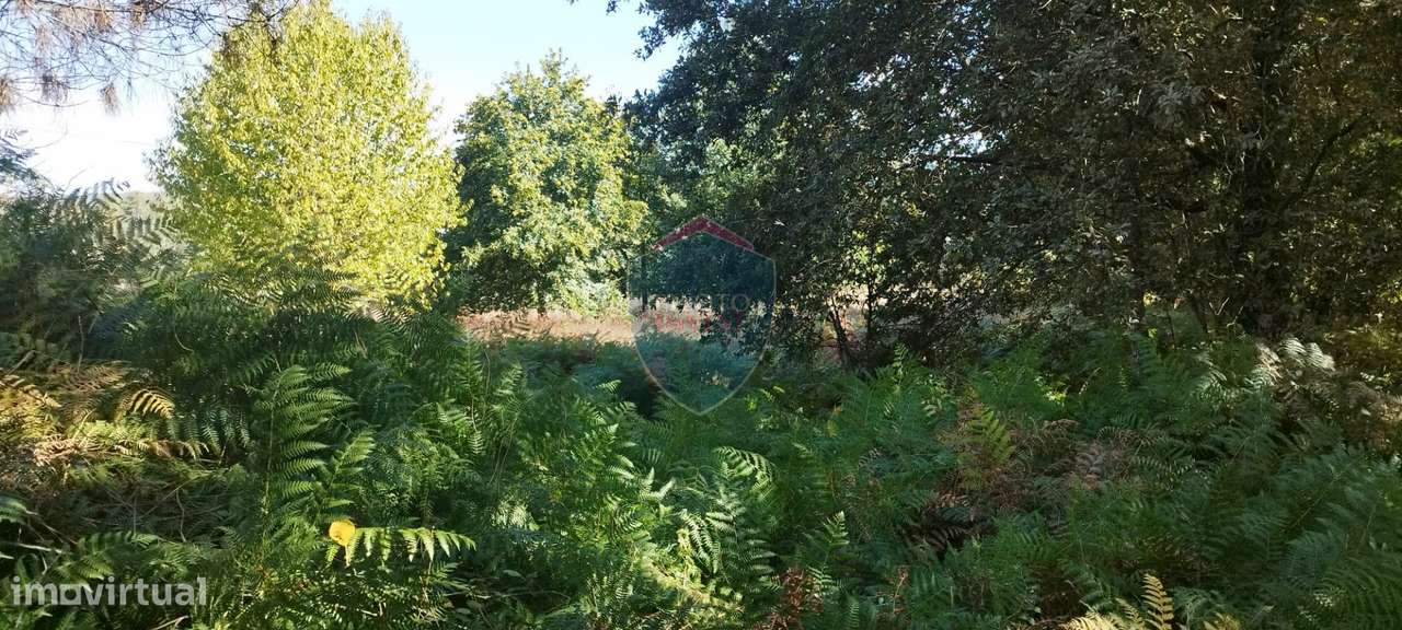 Terreno Rústico  Venda em Viseu,Viseu - Grande imagem: 5/8