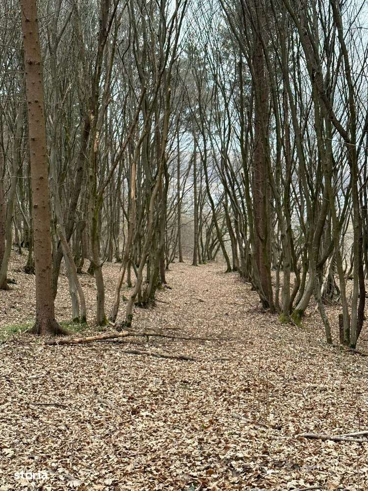 Parcele de teren SF Ion - urgent-3