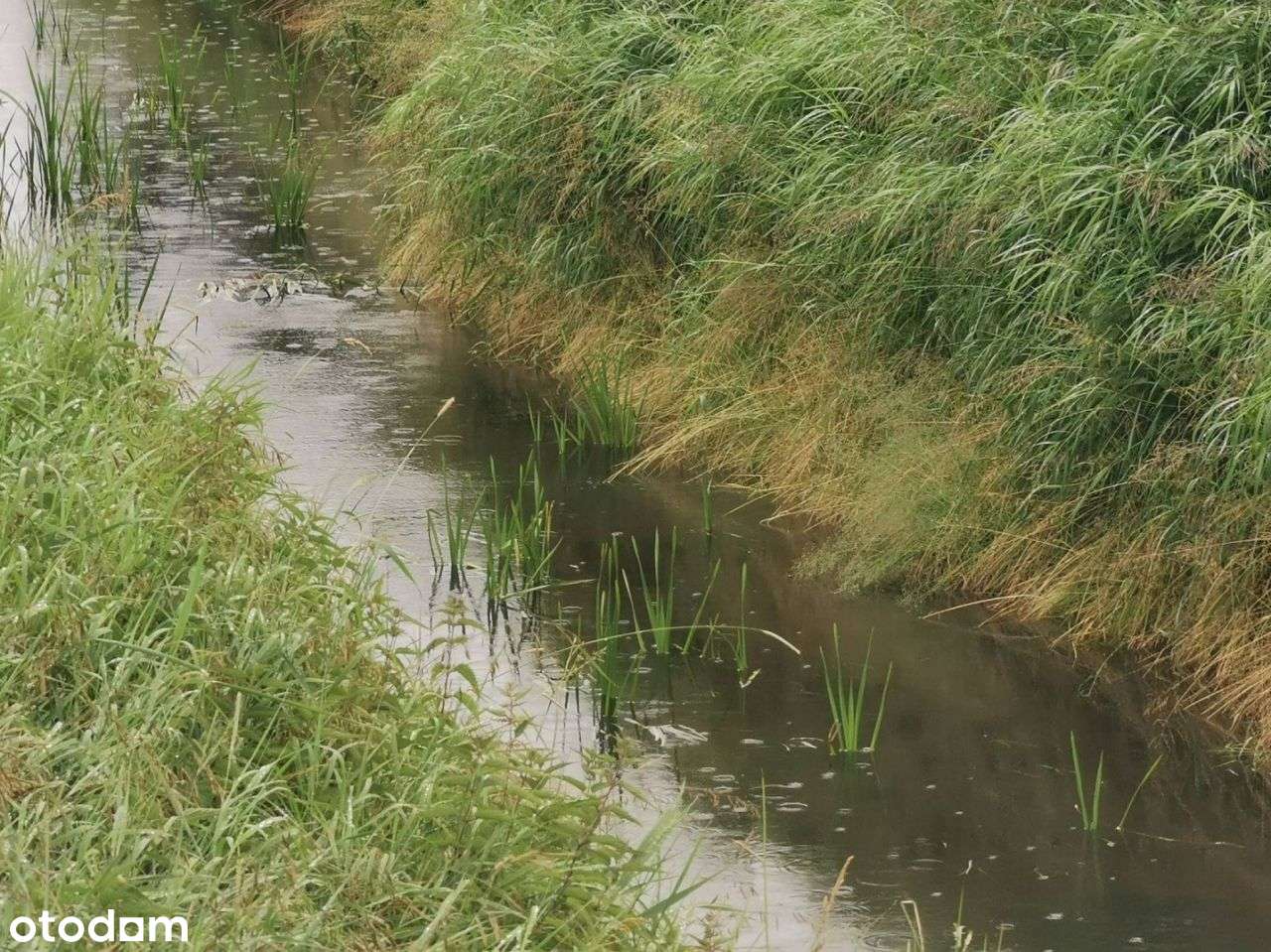 Duża działka, w spokojnym miejscu- Międzybłocie gm - Pełny obrazek: 5/18