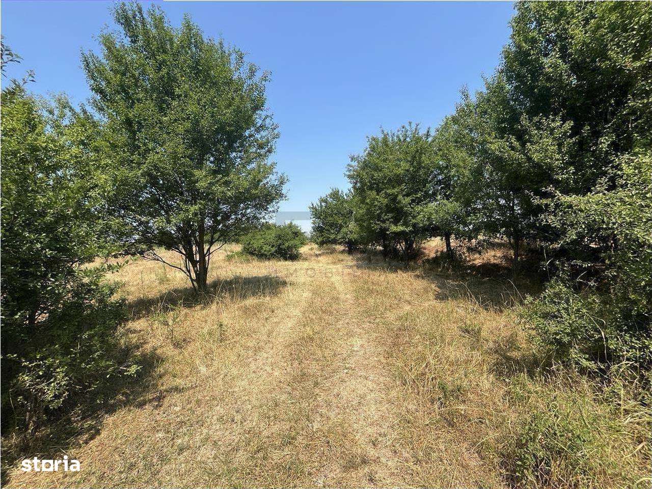 RECO Teren intravilan Tileagd 2337 mp - Imagine principală: 2/5