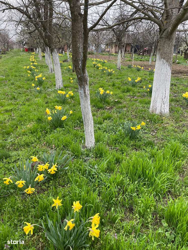 De vanzare Vie cu casuta intravilan Ardud-4