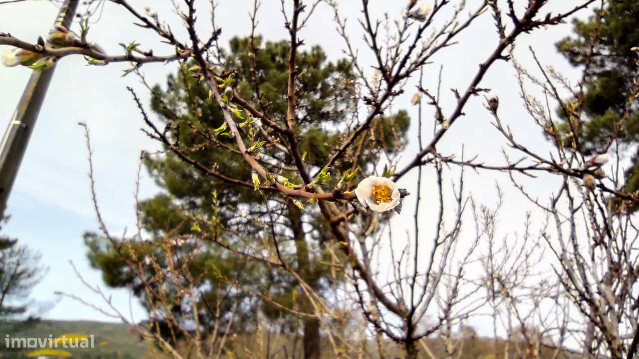 Oportunidade Exclusiva: Quinta com Alto Potencial de Valorização-3